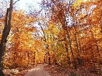 Drzewa, Las, Jesień