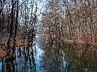 Drzewa, Las, Jezioro