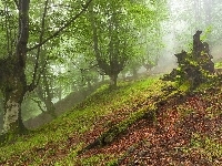 Drzewa, Las, Mgła