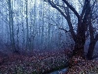 Drzewa, Las, Mgła