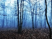 Drzewa, Las, Mgła