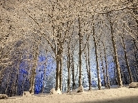 Śnieg, Drzewa, Las, Zima