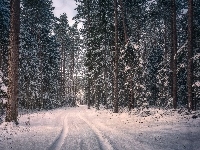 Podlasie, Las, Droga, Zima, Polska, Puszcza Knyszyńska, Drzewa