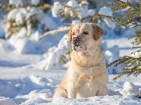 Las, Golden Retriever, Drzewa, Zima