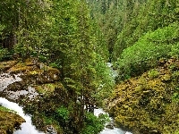 Drzewa, Las, Skały