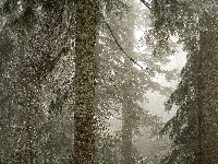 Las, Stare, Drzewa, Mgła