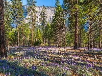 Kalifornia, Stany Zjednoczone, Park Narodowy Yosemite, Las, Drzewa, Łubin, Góry, Kwiaty