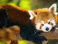 Drzewo, Czerwona, Panda, Pandka ruda