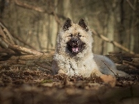 Las, Szpic eurasier, Gałęzie