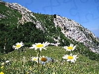 Łąka, Góry, Las, Margerytki