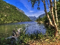 Las, Rzeka, Góry, Konary