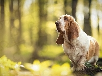 Las, Basset hound, Pieniek