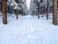 Śnieg, Drzewa, Zima, Las, Ślady, Iglasty