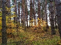 Las, Jesień