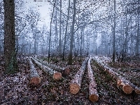 Ścięte, Jesień, Las, Drzewa