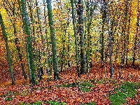 Jesień, Las, Drzewa
