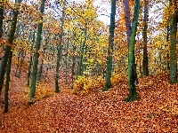 Jesień, Las, Drzewa