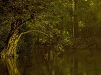 Las, Jezioro