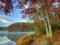 Jezioro, Las, Mgła