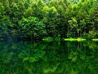 Jezioro, Las, Odbicie