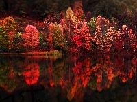 Jezioro, Las, Odbicie