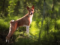 Kamień, Pies, Basenji, Las