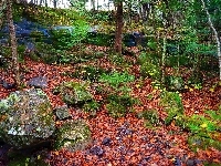 Kamienie, Las, Liście