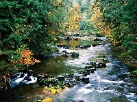Kamienie, Las, Rzeczka
