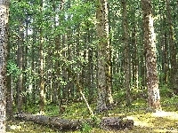 Las, Kłody
