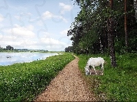 Ścieżka, Koń, Rzeka, Las, Biały