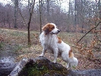 las, Płochacz holenderski, Kooikerhondje, woda