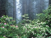 Las, Kwiatki