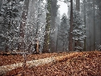 Liście, Las, Drzewa