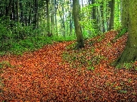 Liście, Las, Jesień