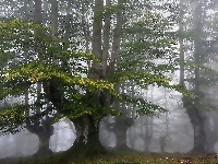 Las, Mgła