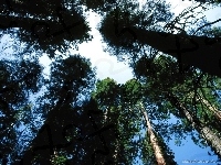 Las, Drzewo, Niebieskie Niebo