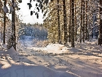 Śnieg, Las, Poranek
