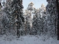 Śnieg, Las, Zima