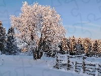 Las, Ogrodzenie, Zima, Śnieg, Drzewa