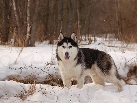 Las, Alaskan Malamute, Zima, Śnieg, Pies