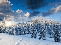 Las, Słońce, Zima, Śnieg, Świerki