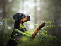 Paprocie, Pies, Doberman, Las