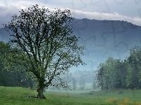 Park, Las, Mgła, Góry, Tennessee, Narodowy, Łąka