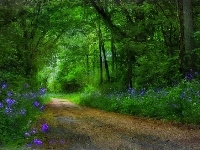Ścieżka, Piękny, Las, Kwiatki