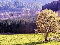 Polana, Las, Drzewo