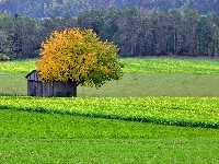 Pole, Drzewo, Szopa, Las