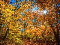 Las, Jesień, Drzewa, Promienie słońca