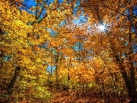 Las, Jesień, Drzewa, Promienie słońca