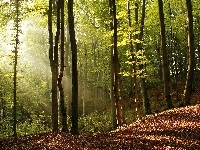 Promienie, Las, Słońca