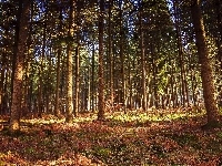 Las, Drzewa, Przebijające światło